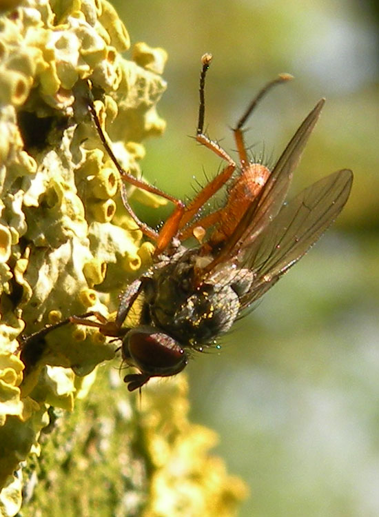 Tachinidae Phasiinae ?